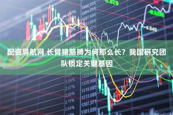 配资导航网 长臂猿胳膊为何那么长？我国研究团队锁定关键基因
