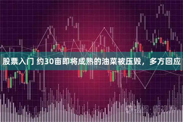 股票入门 约30亩即将成熟的油菜被压毁，多方回应